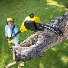 Best Hazardous Tree Removal  in Krum, TX