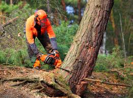 Best Utility Line Clearance  in Krum, TX