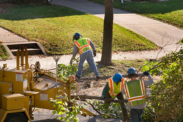 Best Storm Damage Tree Cleanup  in Krum, TX