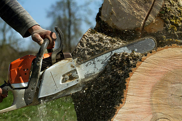 Best Stump Grinding and Removal  in Krum, TX